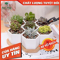 Chậu trồng sen đá xương rồng - chậu lục giác
