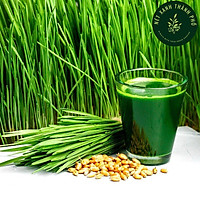 Hạt giống mầm cỏ lúa mì đỏ, cỏ mạch, cỏ mèo