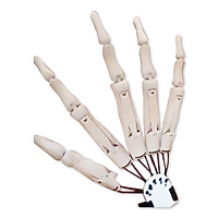 Right Hand White Simulated Skeleton Hand Flexible Finger Joint Halloween Party Decorative Props Secret Room Terror Props