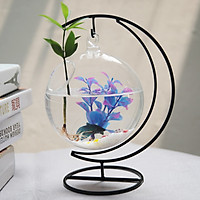 Bể cá mini Cung Trăng 16