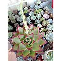 Cây Sen đá đế vương cỡ đại