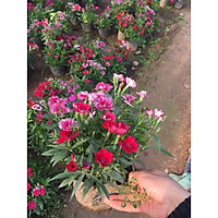 Cây Hoa Cẩm Chướng Mix Màu ,Dễ Sống,Bền Hoa (Cây Đã Có Nụ) Mua 4 tặng 1 cây bất kì