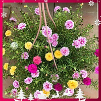 03 Túi Hạt Giống Hoa Mười Giờ Mỹ Kép Mix High Quality Seeds - Nảy Mầm Cực Chuẩn