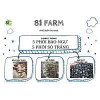 X10 COMBO 5 PHÔI NẤM BÀO NGƯ XÁM + 5 PHÔI SÒ