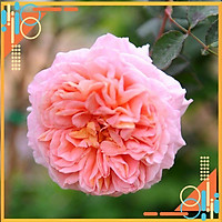 Hoa Hồng Leo Abraham Darby Rose thơm Đậm-Top hồng leo David Austin đẹp nhất ở VN