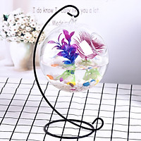 Bể cá mini đơn hình bán nguyệt 22