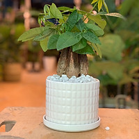 Cây Kim Ngân để bàn