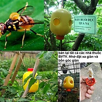 5 Bẫy Diệt Ruồi Vàng