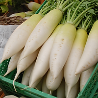 Củ cải trắng - 1kg