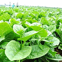 Hạt giống rau mồng tơi lá to TN 45 (sinh trưởng phát triển khỏe, lá to có màu xanh mỡ rất đẹp, kháng bệnh tốt,năng suất cao)