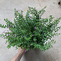Cây dương xỉ cao 25cm trồng bịch nhiều cành nhánh, rất dễ trồng và chăm sóc thích hợp trồng trang trí sân vườn và để bàn