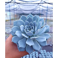 SEN ĐÁ NGỌC TRINH SIZE TRUNG 8-9CM