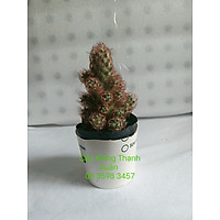 Xương Rồng Trụ Có Bầu Đất Dễ Trồng ,Xương Rồng Trụ Có Nhiều Cây Con Đẹp.