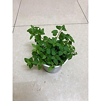 Cây kinh giới dại Oregano