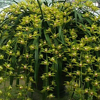 1kg địa lan kiếm trần mộng