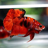 Cá betta koi red-hàng chuẩn