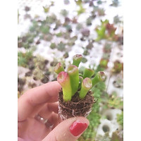Sen đá size mini (sen vỉ) 3-5 cm các loại - Soenshop