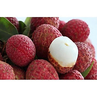 Cây vải thiều, đặc sản lục ngạn bắc giang