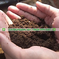Cây Hoa Cúc Lá Nhám, bịch đen cao 25-30cm, được lựa chọn đủ màu sắc.