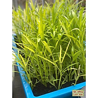 HẠT GIỐNG RAU MUỐNG - Loại Rau Quốc Dân, Trồng Quanh Năm.