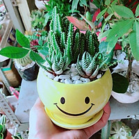 Chậu Xương Rồng Thanh Sơn+ Móng Rồng