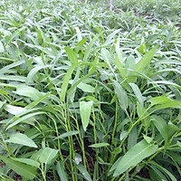 HẠT GIỐNG RAU MUỐNG CAO SẢN