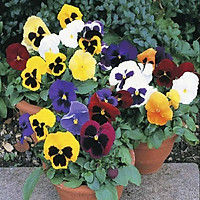 44A Gói 20 Hạt Giống Hoa Păng Xê Pansy Mix Màu Hạt Giống Hoa pansy đơn Mix 20 Hạt/ Gói