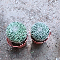 2 Cây Xương Rồng Bánh Sinh Nhật