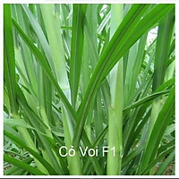 Hạt Giống Cỏ Voi Lai- Gói 1kg