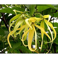 Cây giống hoa dẻ thơm cao 40 cm trồng làm giàn che nắng cực đẹp - tặng cây cúc tần rủ