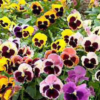 03 Gói Hạt Giống Hoa Pansy Mix - Nảy Mầm Cực Chuẩn