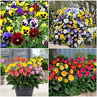 Combo 2 gói hạt giống hoa - (1 gói hoa cúc đồng tiên và 1 gói hoa pansy mix )