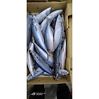 Cá Nục Bông Nhật Bản tươi xanh bịch 1 kg