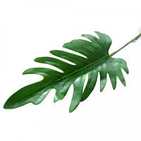 Lá Cây Nhựa Trang Trí Trong Nhà