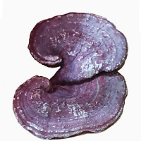Nấm linh chi nhập khẩu Hàn Quốc túi 1 kg