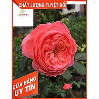 Hoa hồng ngoại Flamingo - màu hồng cam rực rỡ ,cánh kép xếp đều như tranh. Bông to, cây khoẻ