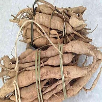 CÂY CÁT SÂM GIỐNG
