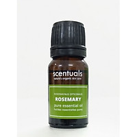 Tinh dầu hương thảo - Pure essential oil 10 ml rosmarinus officinalis - ROSEMARY
