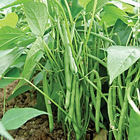 Hạt giống Đậu Coove F1 - Nảy mầm cao Titapha