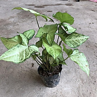Cây muống nhật trồng bịch cao 25-30cm xanh đẹp thích hợp để bàn trang trí nội thất tiểu cảnh