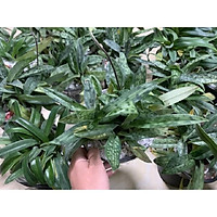 COMBO 5 CÂY GIỐNG LAN HÀI TÁO - Lan Hài Đài cuốn