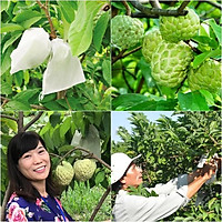 SET 100 TÚI BỌC NA THÁI, BƠ BOOTH 20X25 VẢI KHÔNG DỆT ĐƯỜNG MAY CHẮC CHẮN