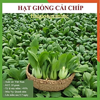 Hạt giống rau cải chíp, Cải thìa F1, Gói 10gr, shop chỉ bán hạt giống rau củ quả chính hãng
