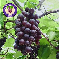 Cây Giống Nho Kẹo NH01 – 126 – Nho Kẹo ( Loai nho dễ trồng, dễ chăm , dễ đậu trái nhất)