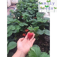 Hạt giống dâu tây đỏ chịu nhiệt tốt f1 Strawberry super