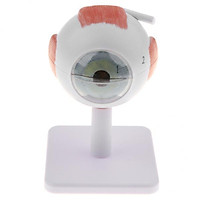 2x Scientific Eye Anatomy Model | 3 Times Enlarged Model Dissects to 6 Parts of Eye | Includes Base And Detailed Full Color
