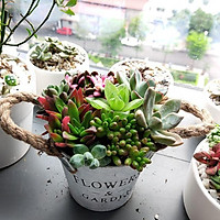 Xô sen đá siêu xinh xắn