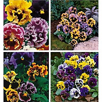 Hạt giống hoa pansy hoa cánh kép nhiều màu 50hạt/gói