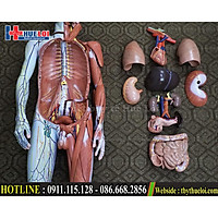 Bộ mô hình giải phẫu cơ thể người Bóc tách từng chi tiết