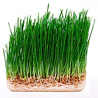 Hạt Giống Mầm Lúa Mạch Nhập Chất Lượng Cao Gói 100Gr - (RM010-10)